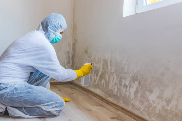 Licensed Mold Remediation service in Jacksonville, IL - WQB Mold Removal