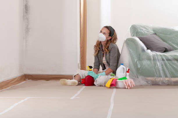 Reliable Mold Remediation contractor in Jacksonville, IL by WQB Mold Removal